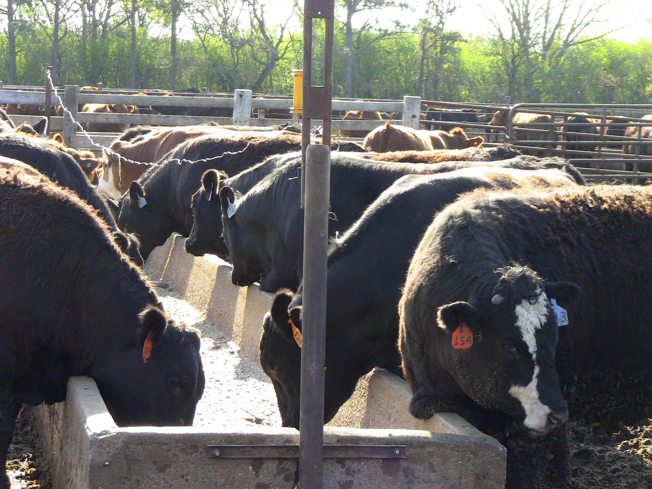 A group of mixed cattle feeding in a feedlot.