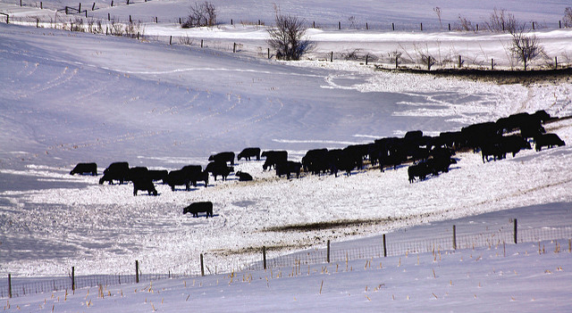 A herd of cattle grazing in a snowy pasture.