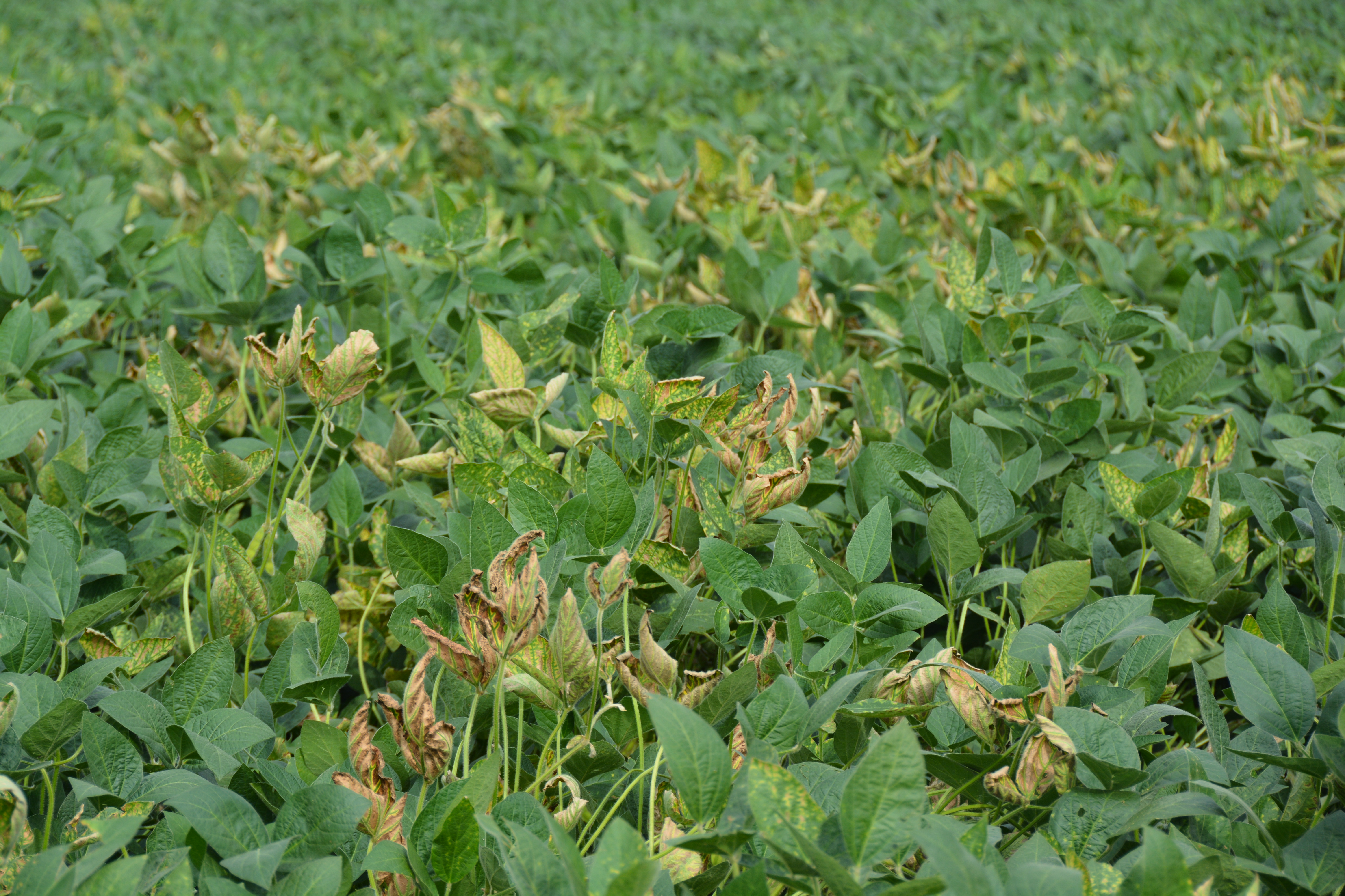 A patch of soybeans with several plants exhibiting browning and yellowing leaves.