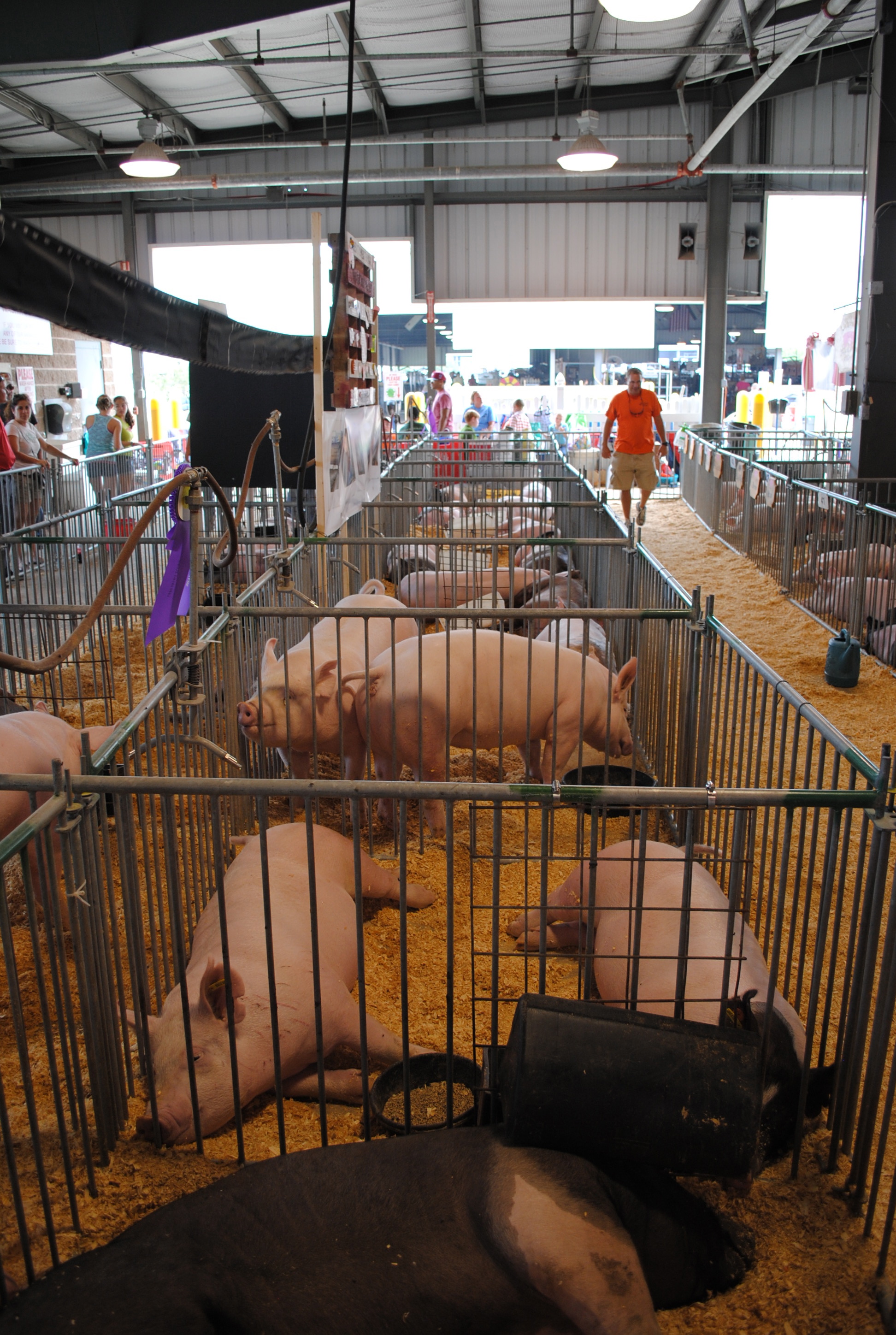 A series of swine pens at a state fair.