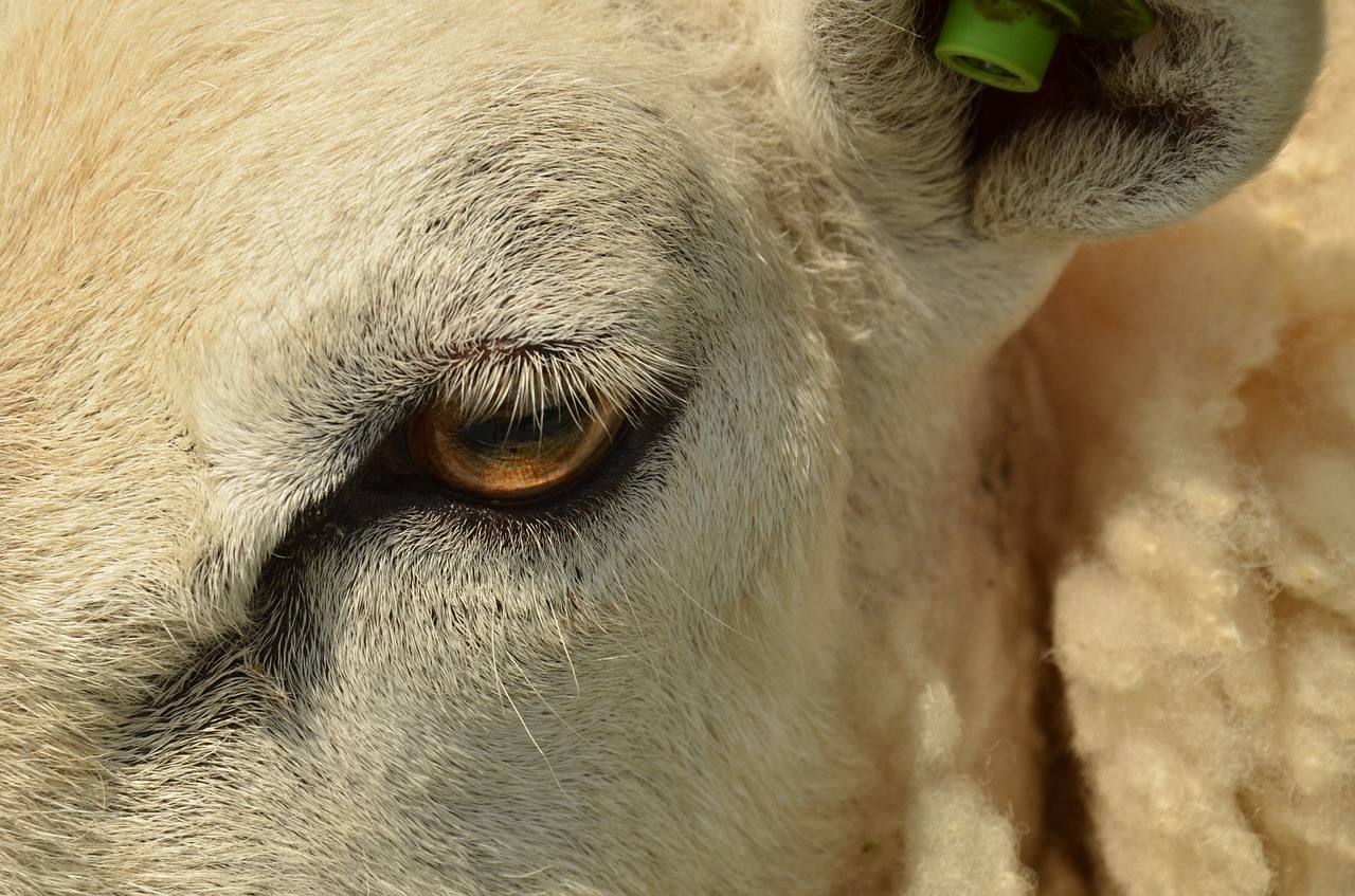 A closeup shot of a sheep's eye.