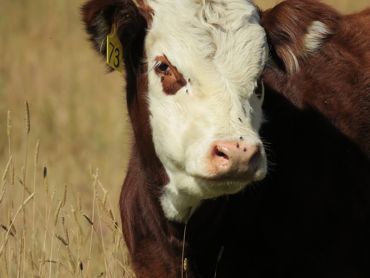 A hereford calf in a field with flies on its face.