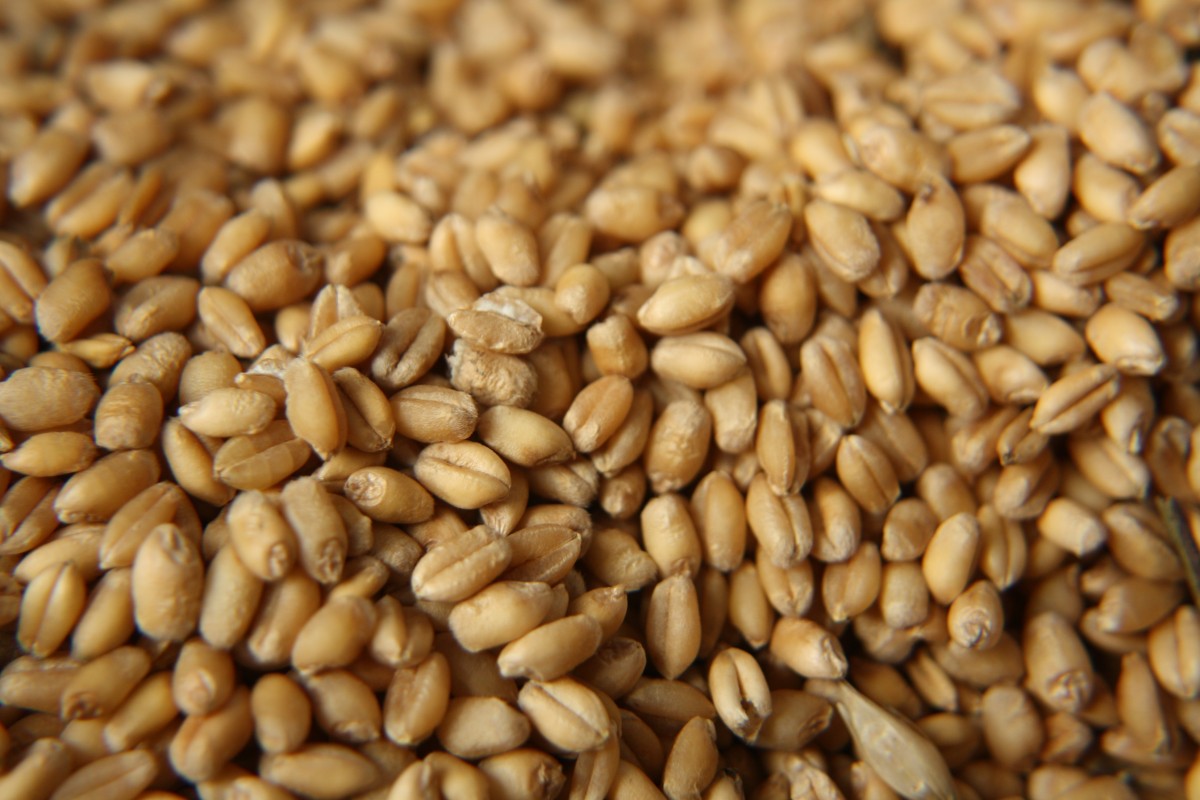 A pile of brown wheat seeds