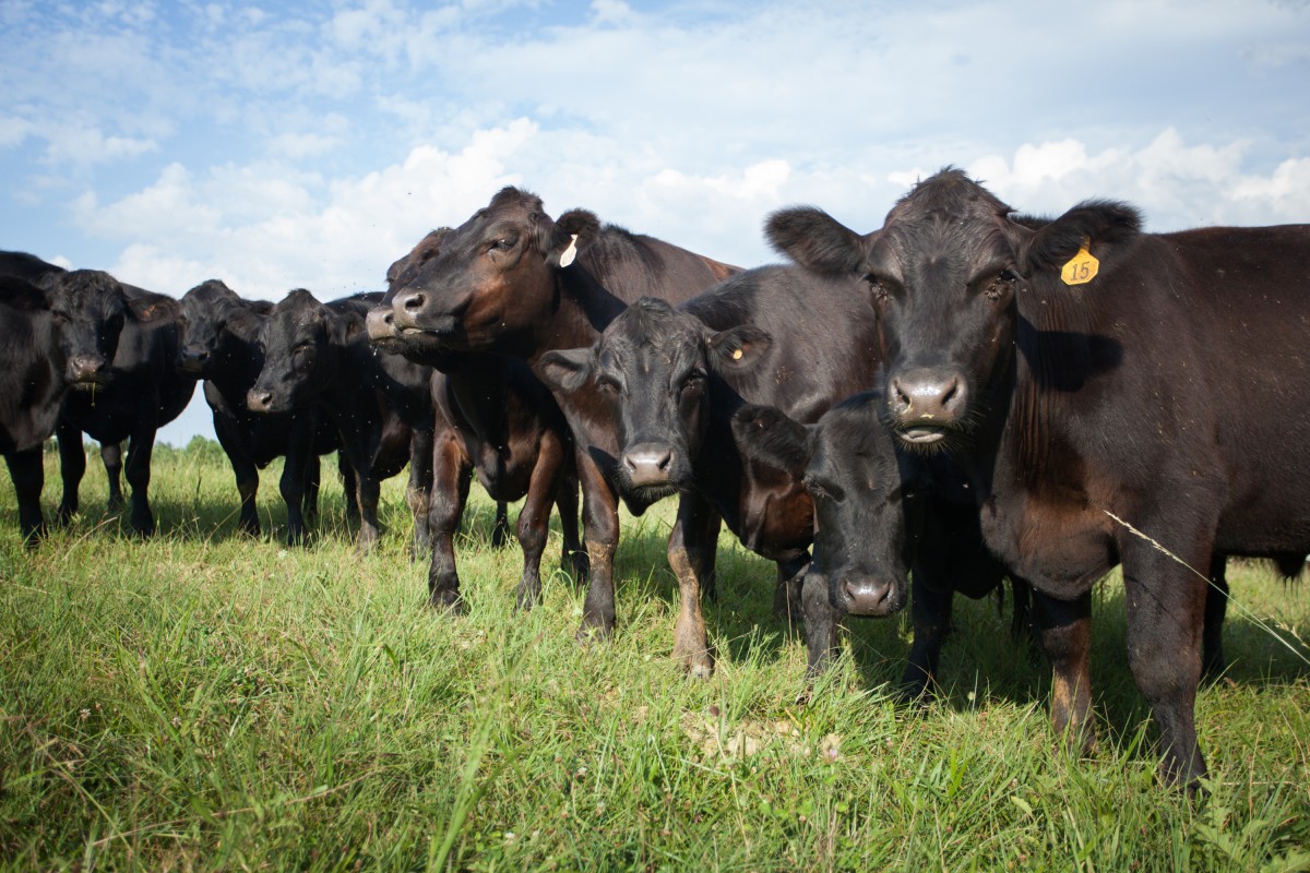 A small herd of black angus cattle at pasture.