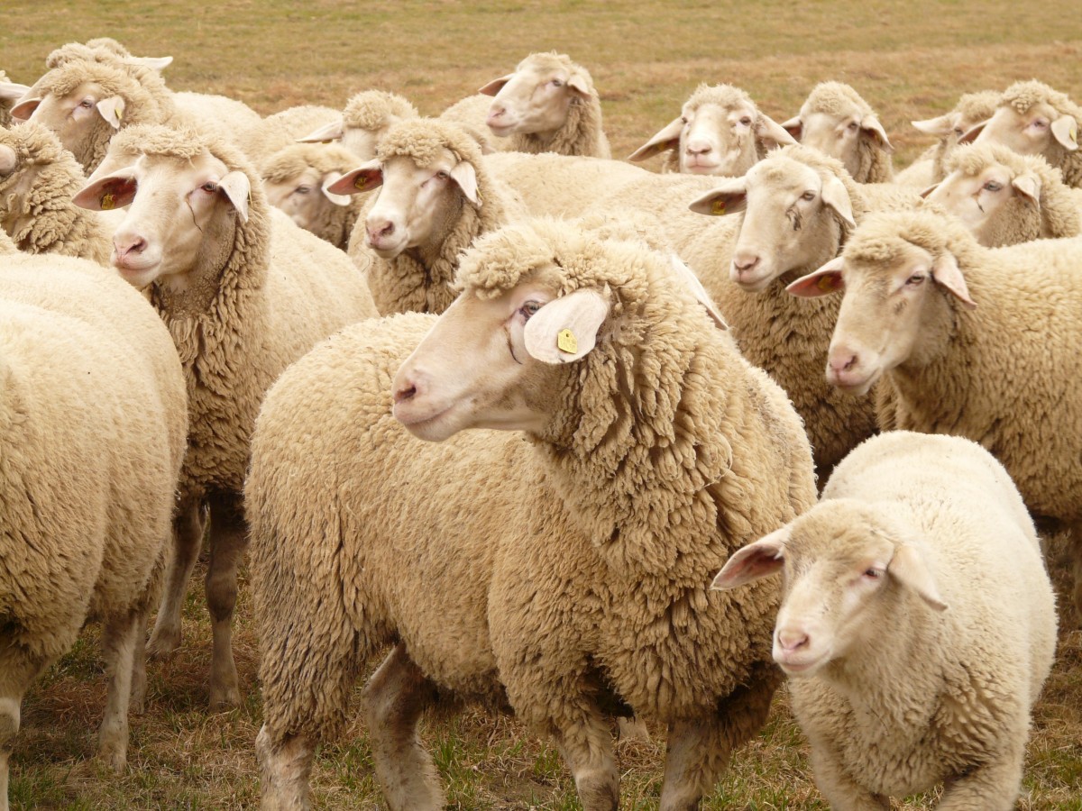 A flock of white sheep grazing in a small pasture.