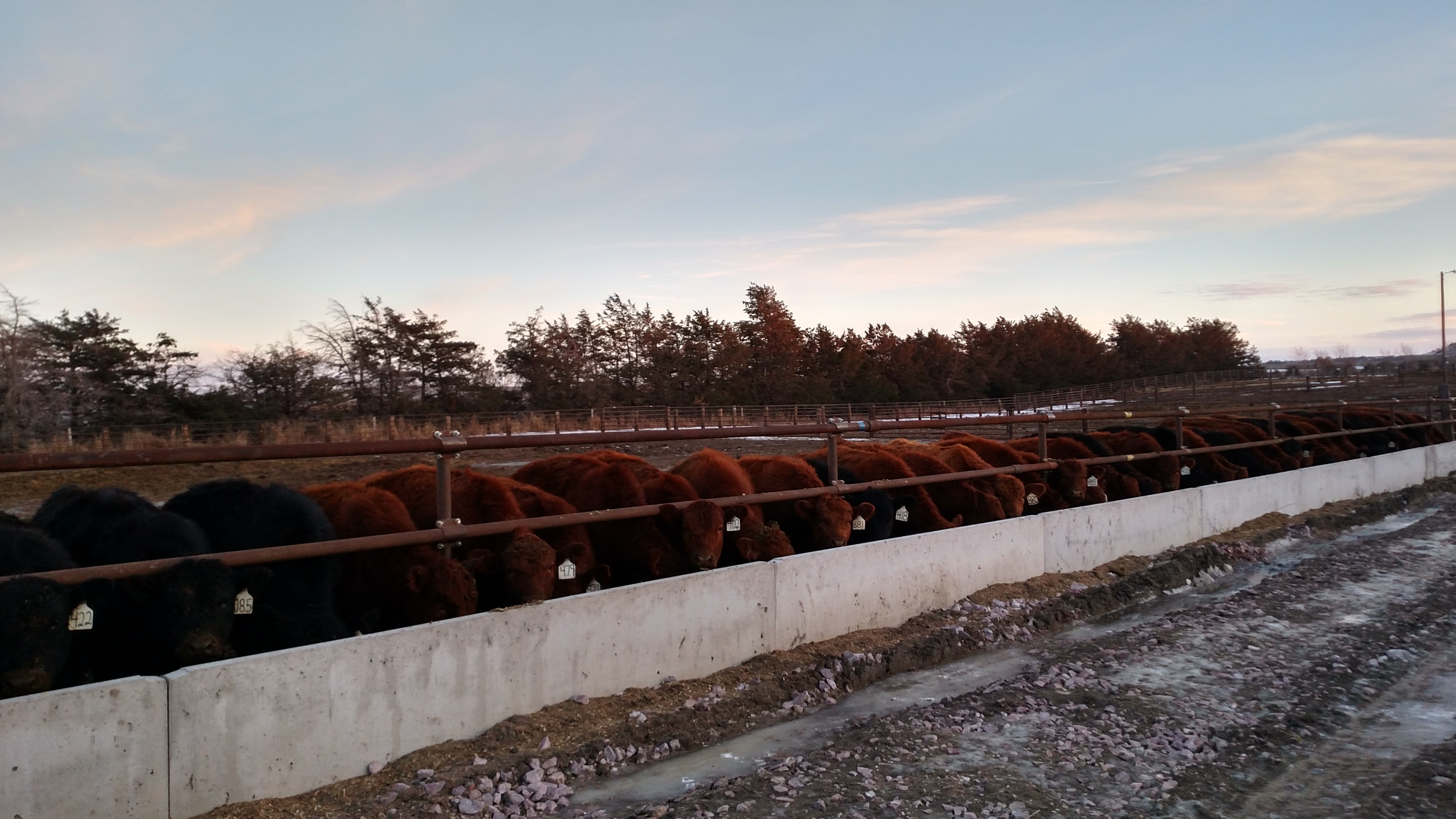 A herd of cattle feeding at a feed bunker with light snow on the ground.