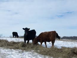 Two cattle eating forage in a snowy field.