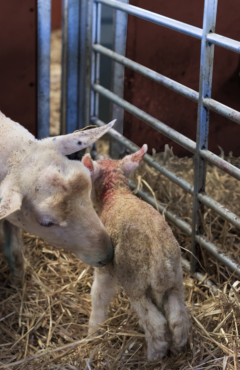 A mother sheep cleaning its newborn lamb in a pen.