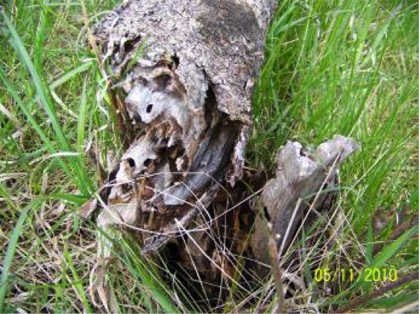 exit holes from clearwing ash borer