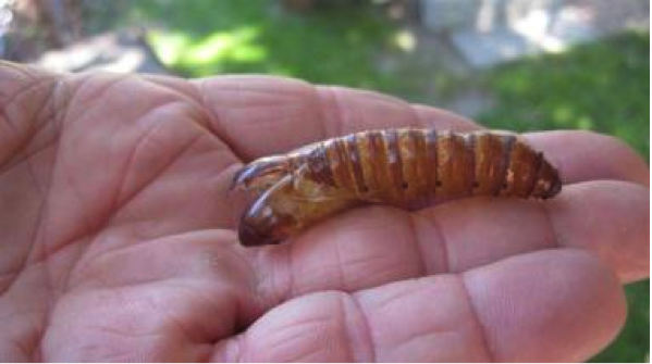 Carpenterworm being held in hand