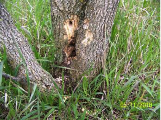 holes made by carpenterworms in a tree
