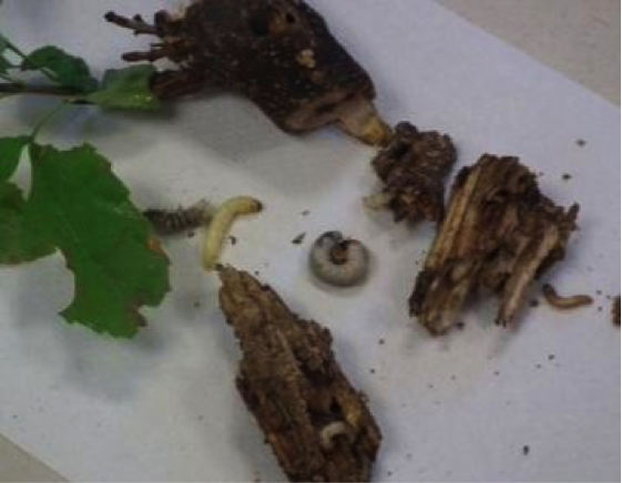 carpenterworms and clearwing borers found in wood