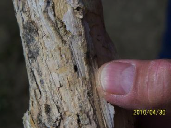 a finger pointing to an exit hole in a branch
