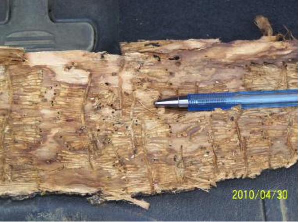using a pen to show the damage ash bark beetles caused