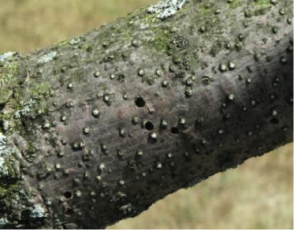 exit holes in a branch from emerald as borers