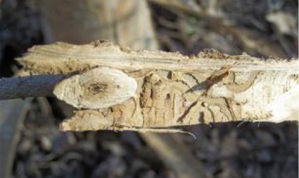 paths burrowed into a branch, but in half to chow cross section.