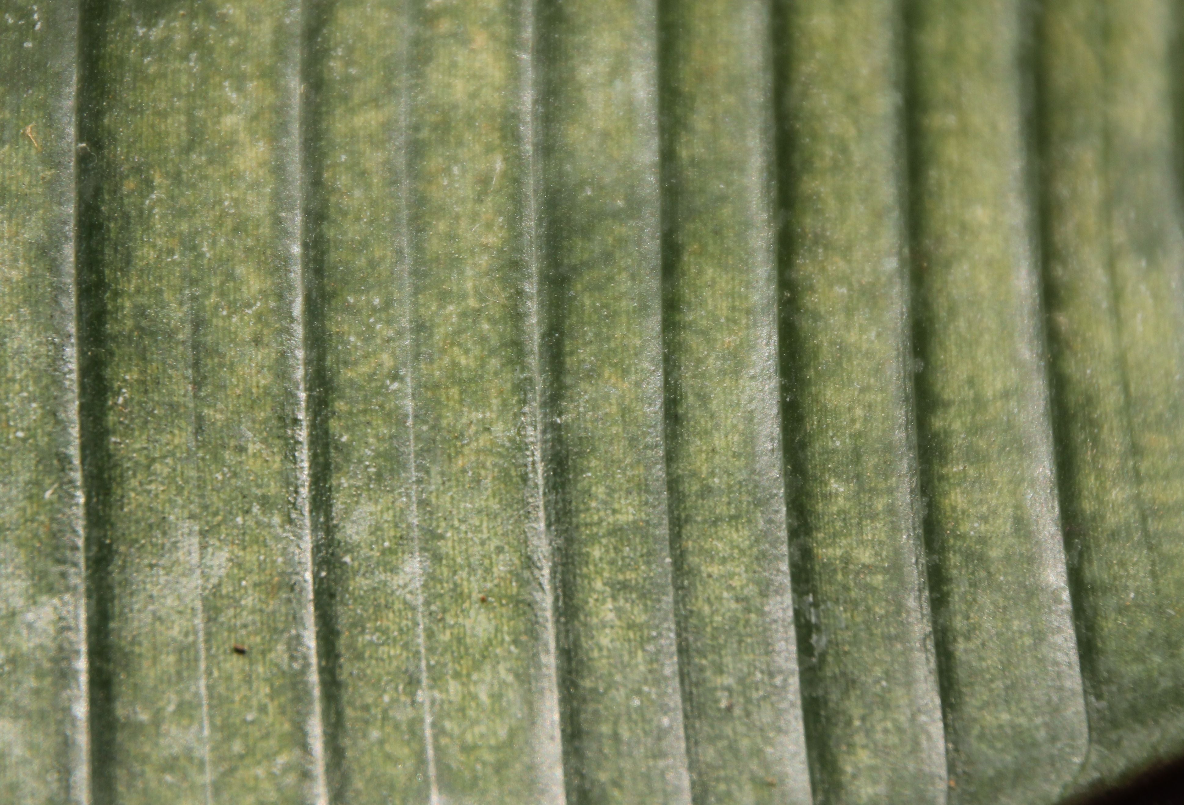 a green leaf with light spots