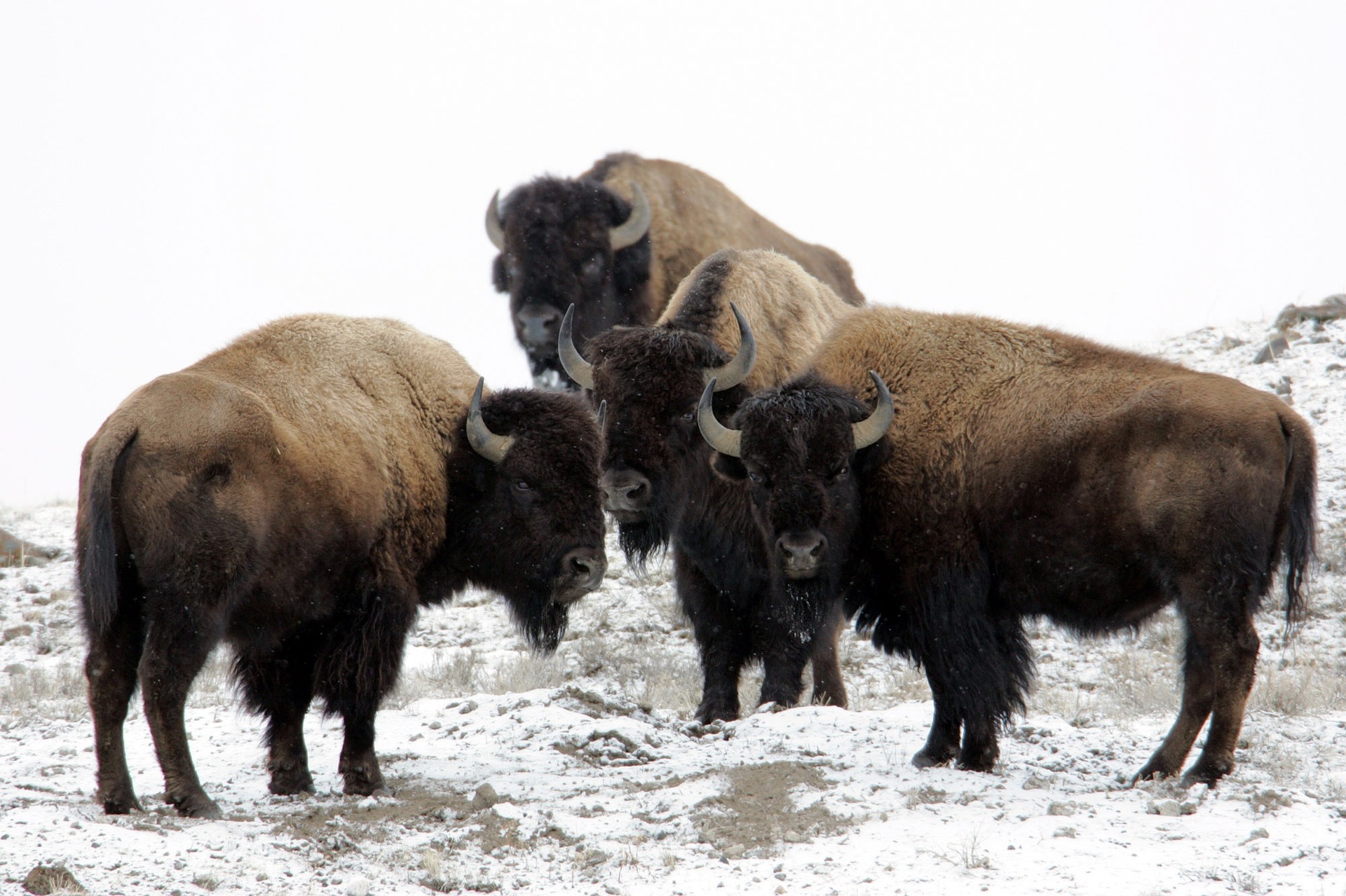 4 head of bison standing in a snowy field