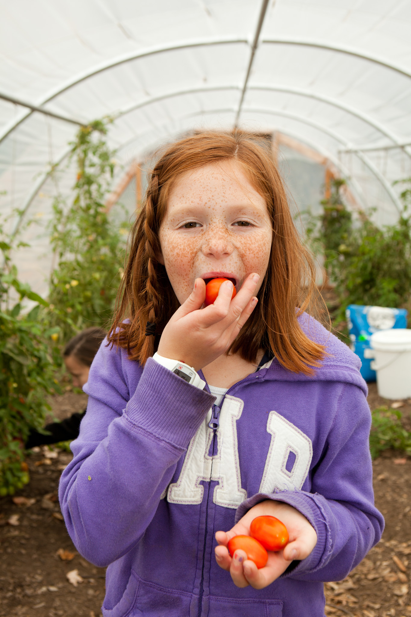 A young, freckled girl eating small, red tomatoes inside a greenhouse.