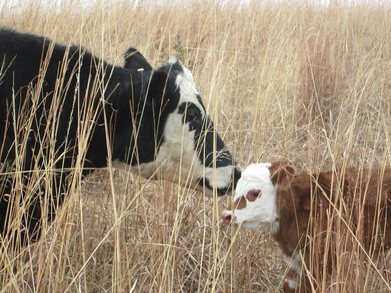 A mother cow with her calf in a field of tall grass.