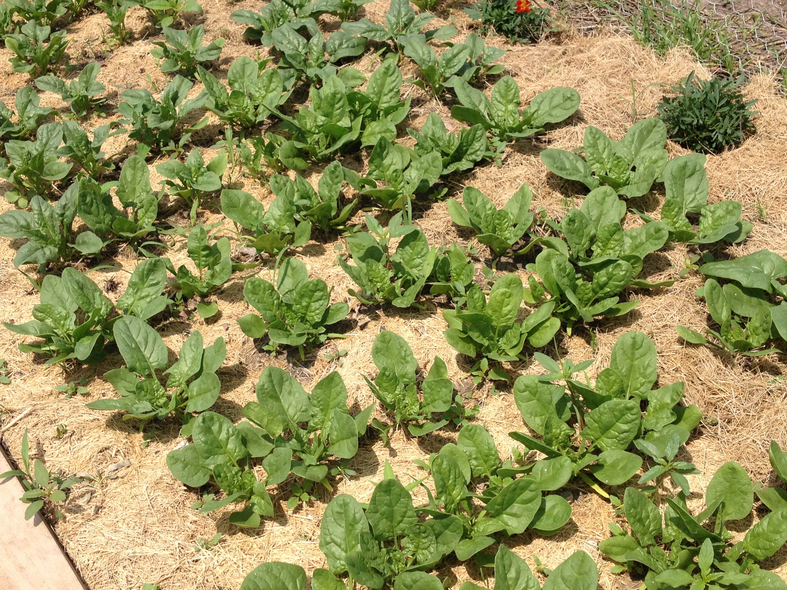 A lush, green spinach patch growing in a community garden