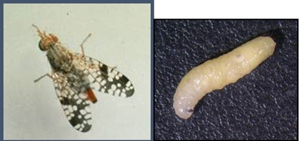 small white maggot and adult fly