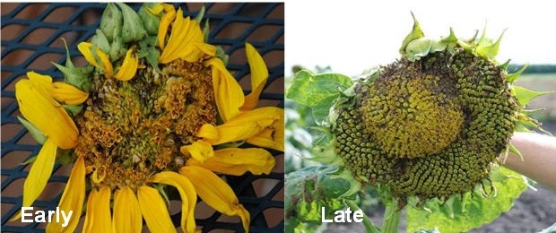 sunflower head with maggots