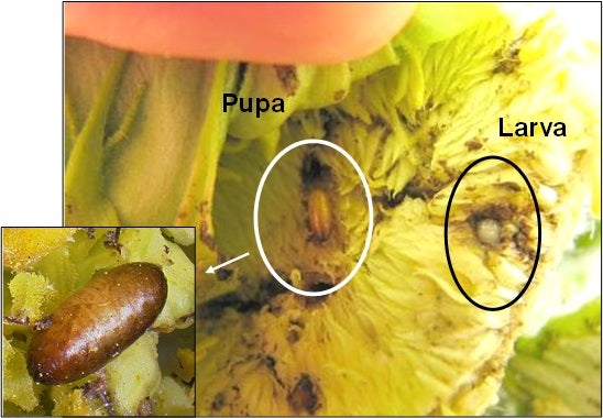 a close up image of damage done to a sunflower head