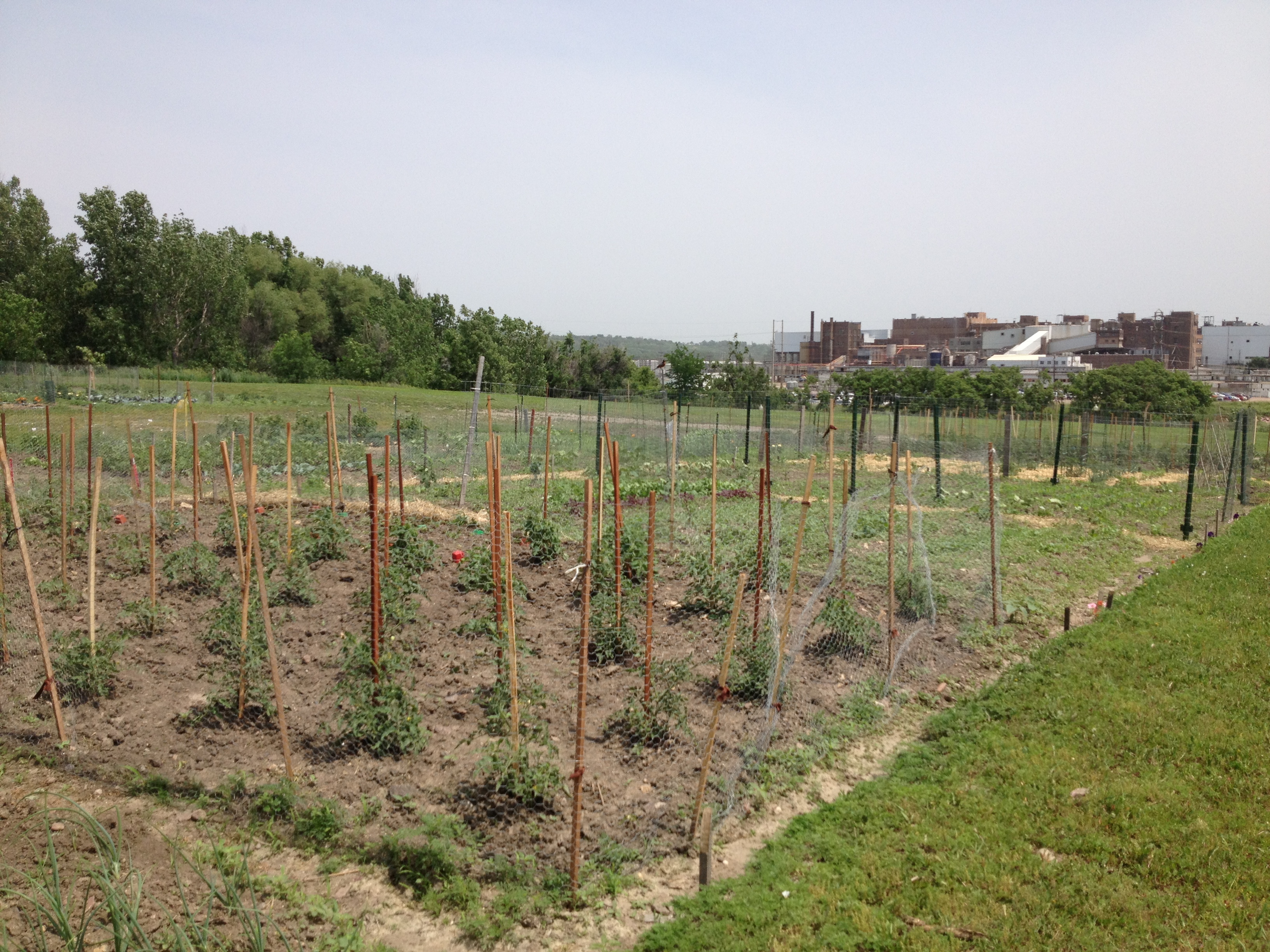 A community garden plot with several tomato plants growing.