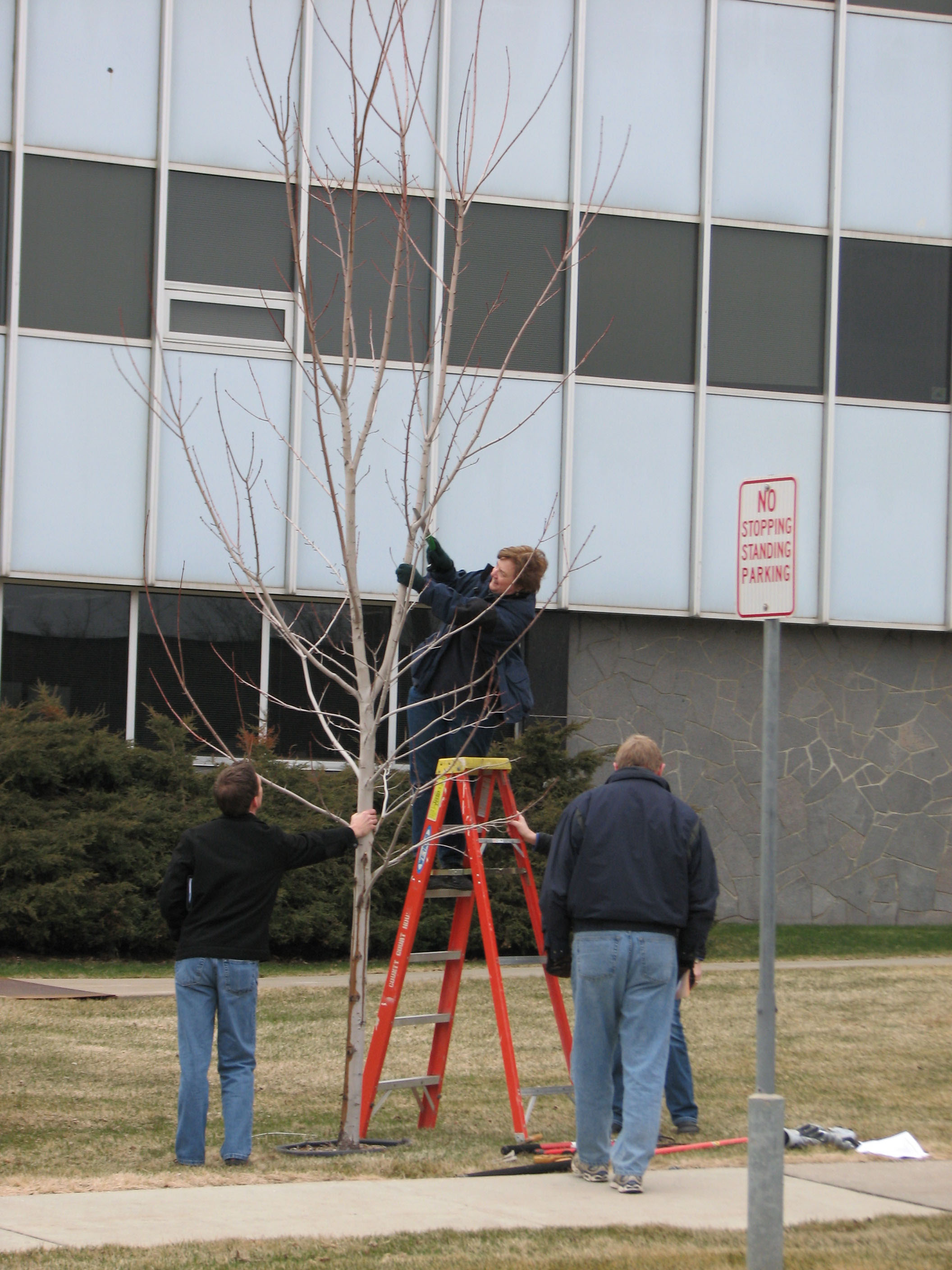 A group of three people pruning a tree.