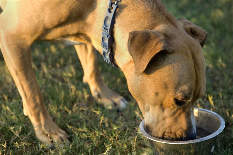 A dog eating out of a bowl.