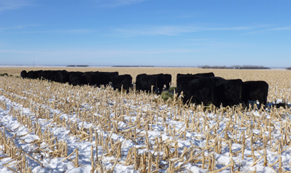 A group of black angus cattle crazing cornstalks in a snowy field.