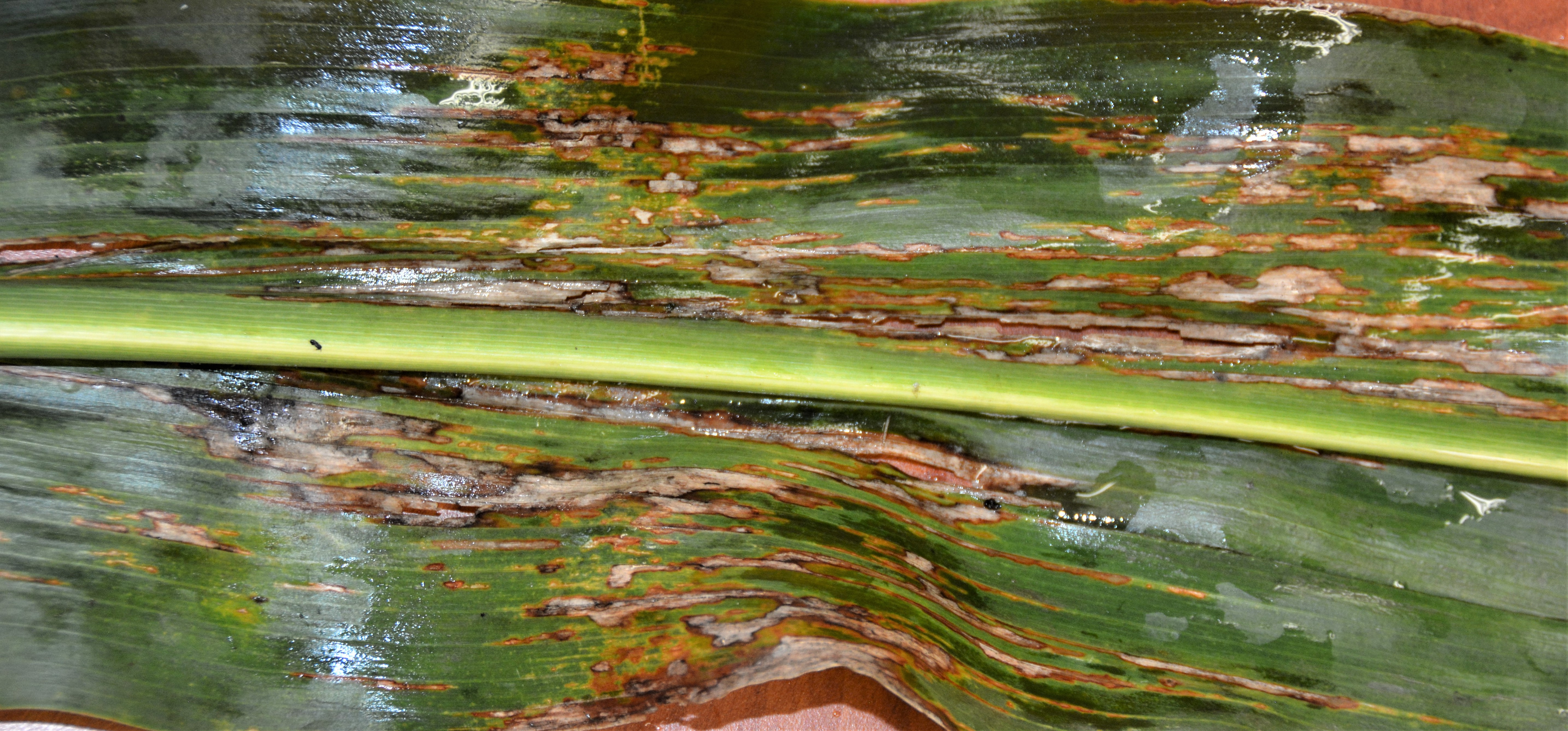 A middle portion of a corn leaf enlarged to show tan-brownish lesions with dark brown wavy margins.