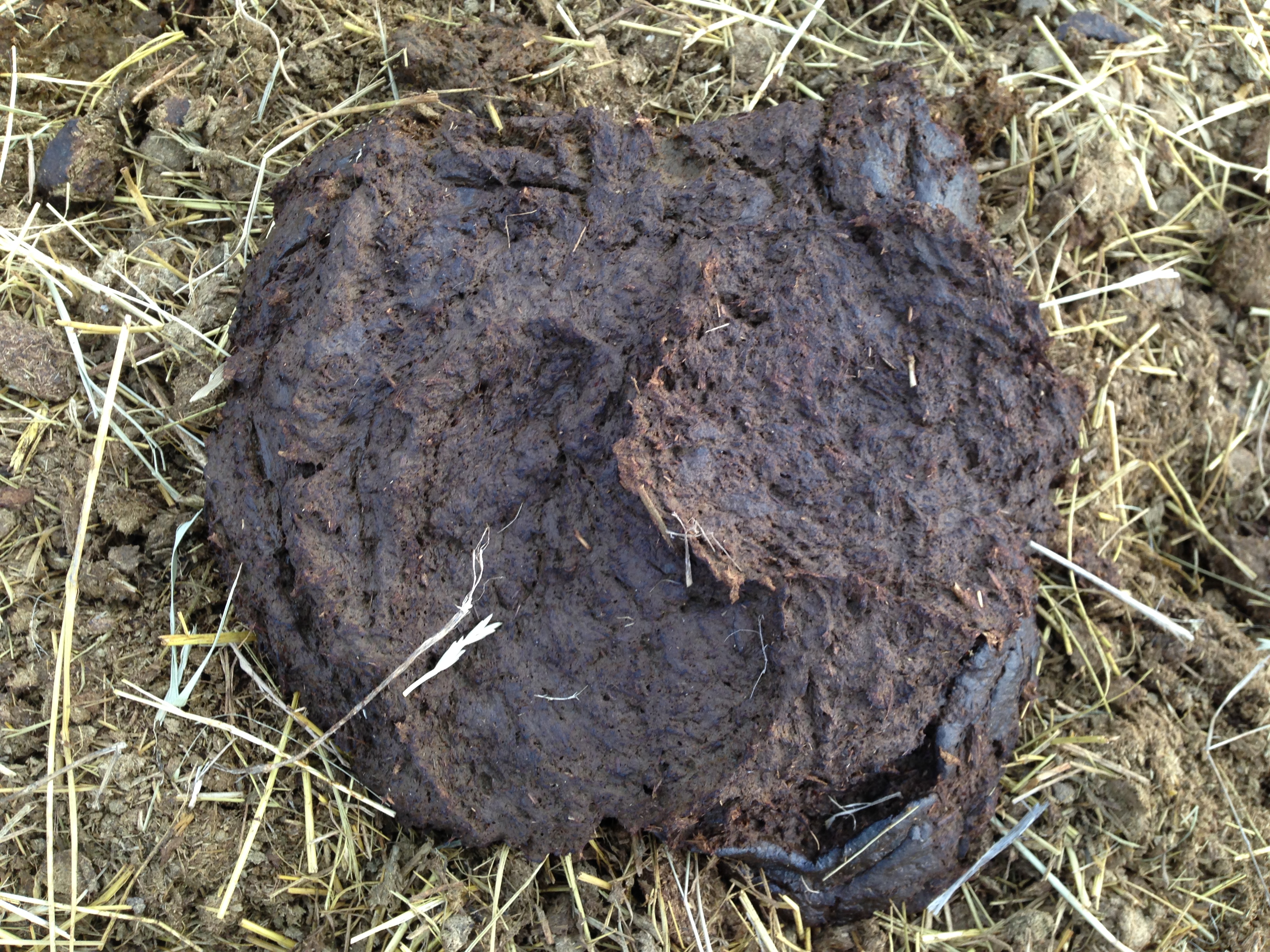Cow manure patty that is soft and approximately 1 inch tall, with a concave center and no defining rings around the outer edges.