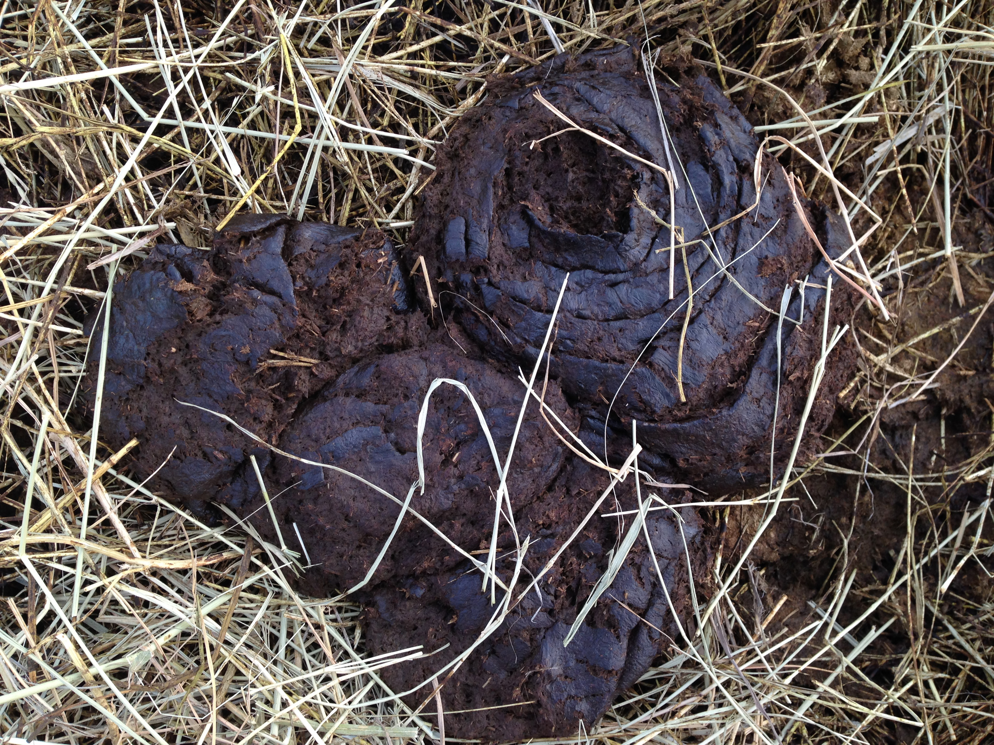 Cow manure patty that is approximately 1 ½-2 inches tall, has 3-4 flat rings, with a depression in the center.