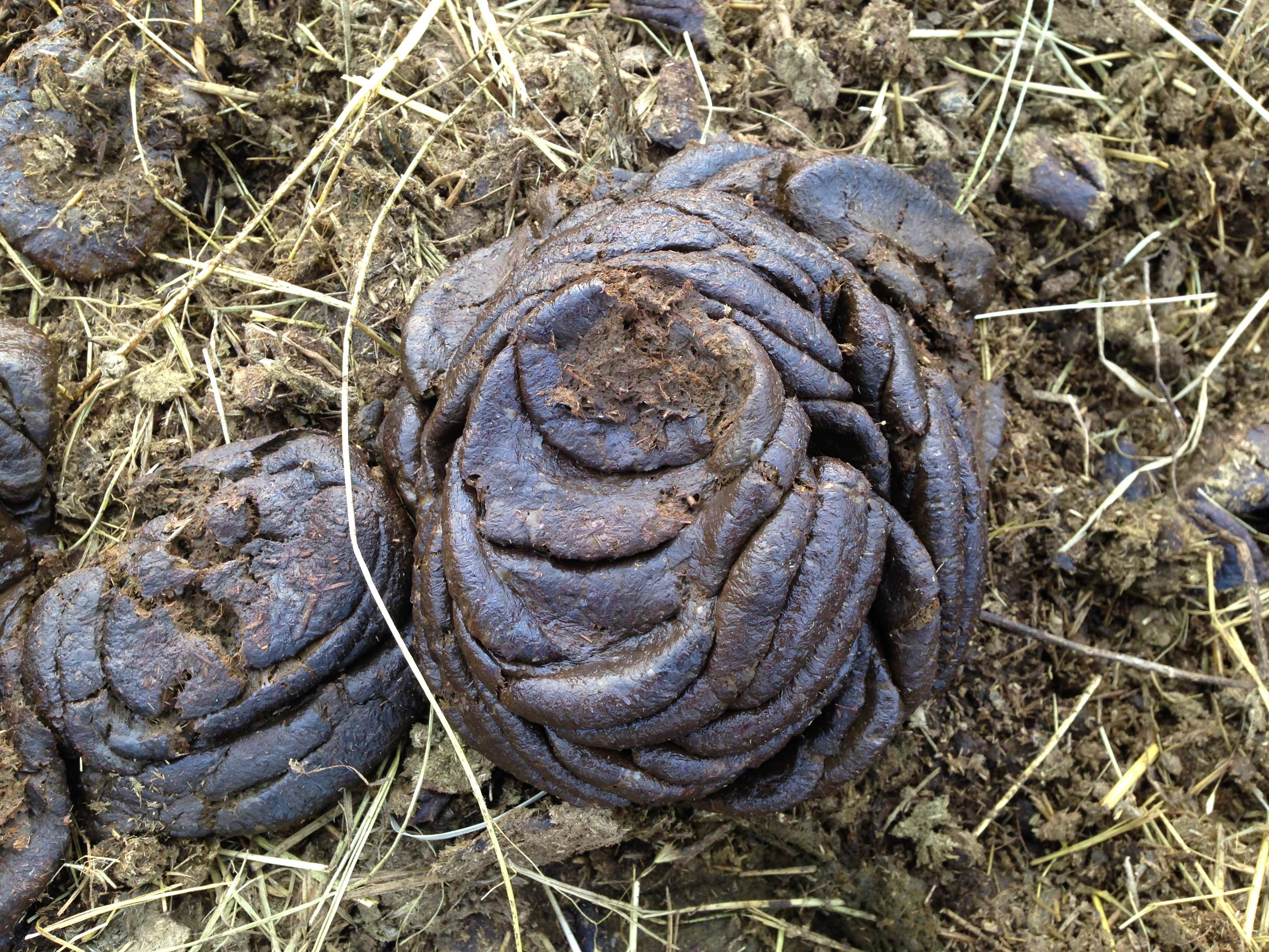 Cow manure patty that is over 2 inches tall with many well defined rings throughout and appears dry.