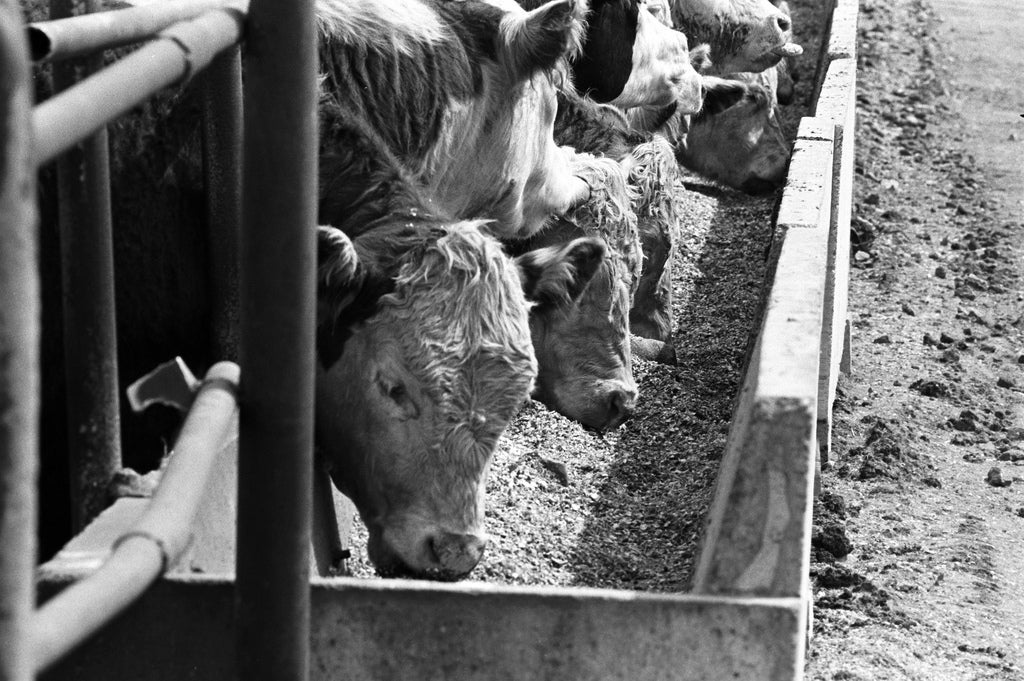 Cattle eating feed in a feedlot.