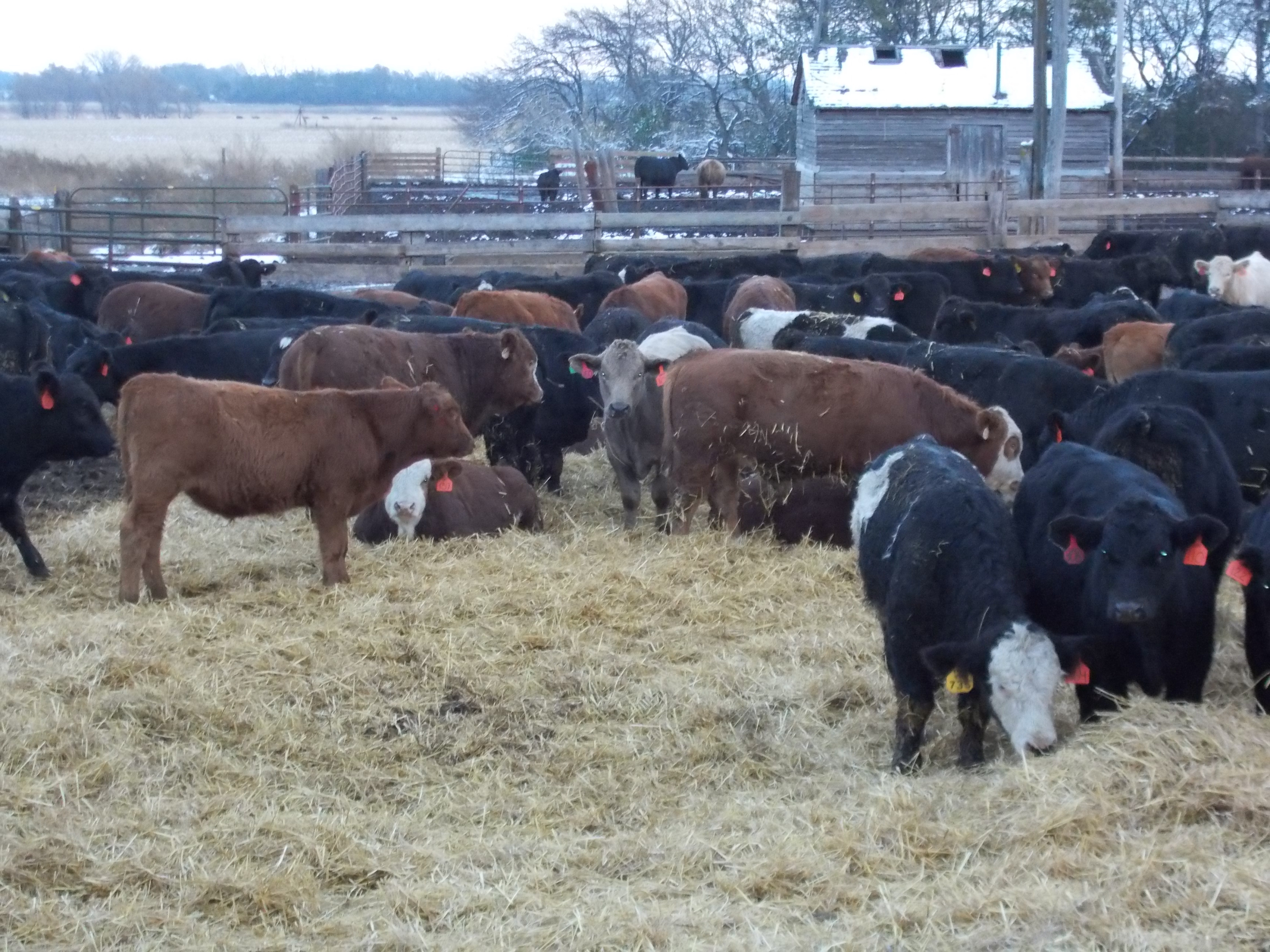 A group of calves in a feedlot with ample bedding.