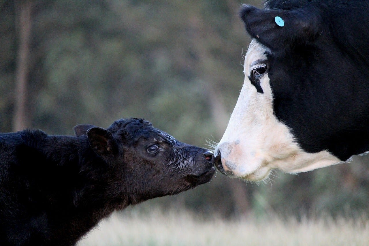 A cow and her calf touching noses