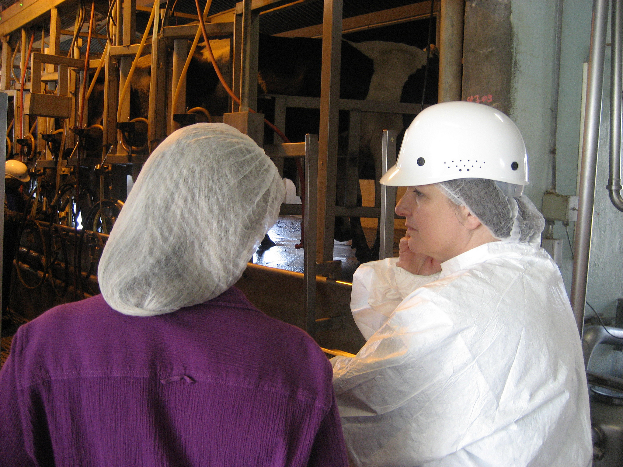 Two female dairy workers in a milking parlor. USDA Photo by Aaron Lavelle