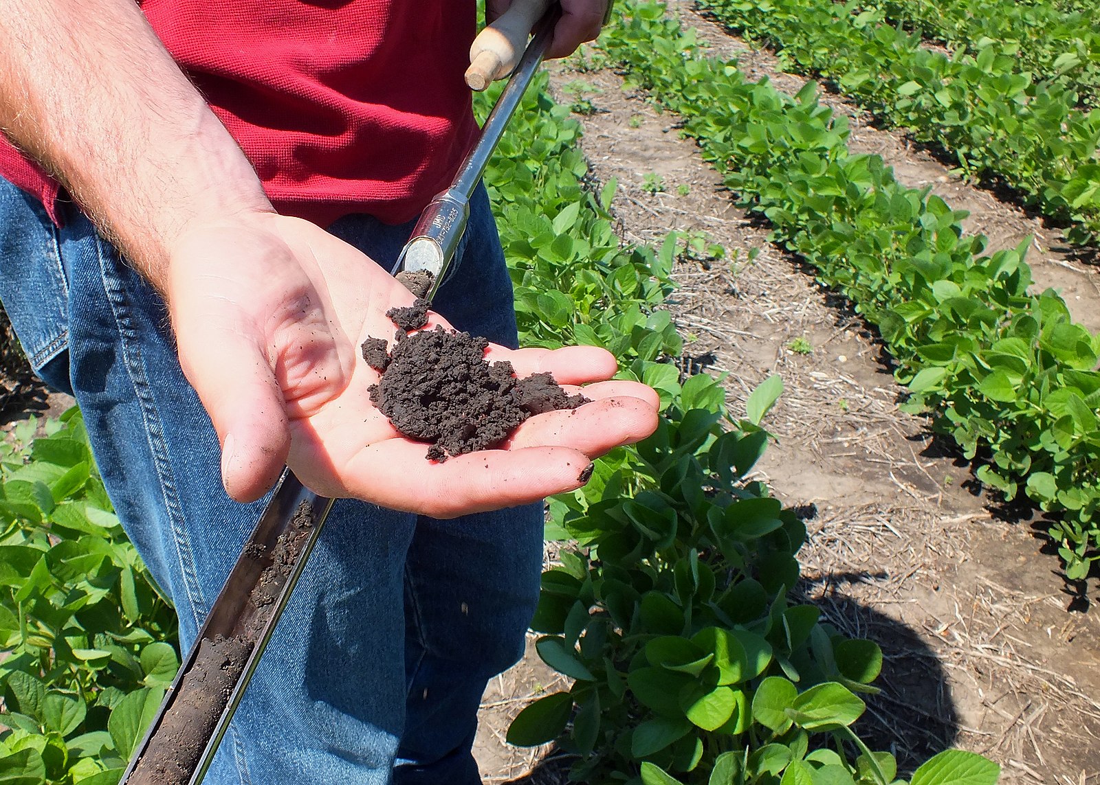 A hand holding a soil sample taken from a soybean field.