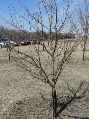 A young, un-pruned fruit tree.