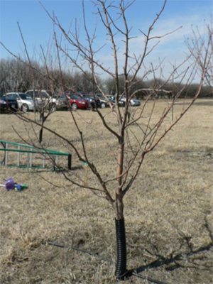 A young, pruned fruit tree.