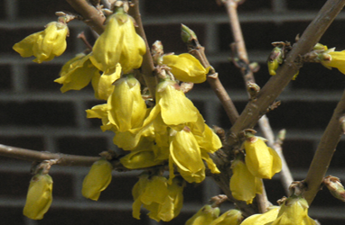 A shrub with blooming yellow flowers on its branches.