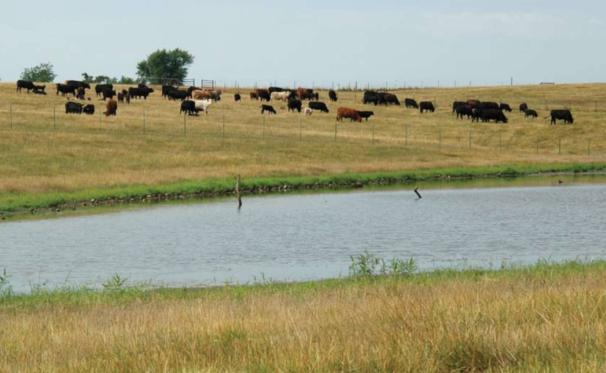 A herd of cattle grazing near a stock pond.