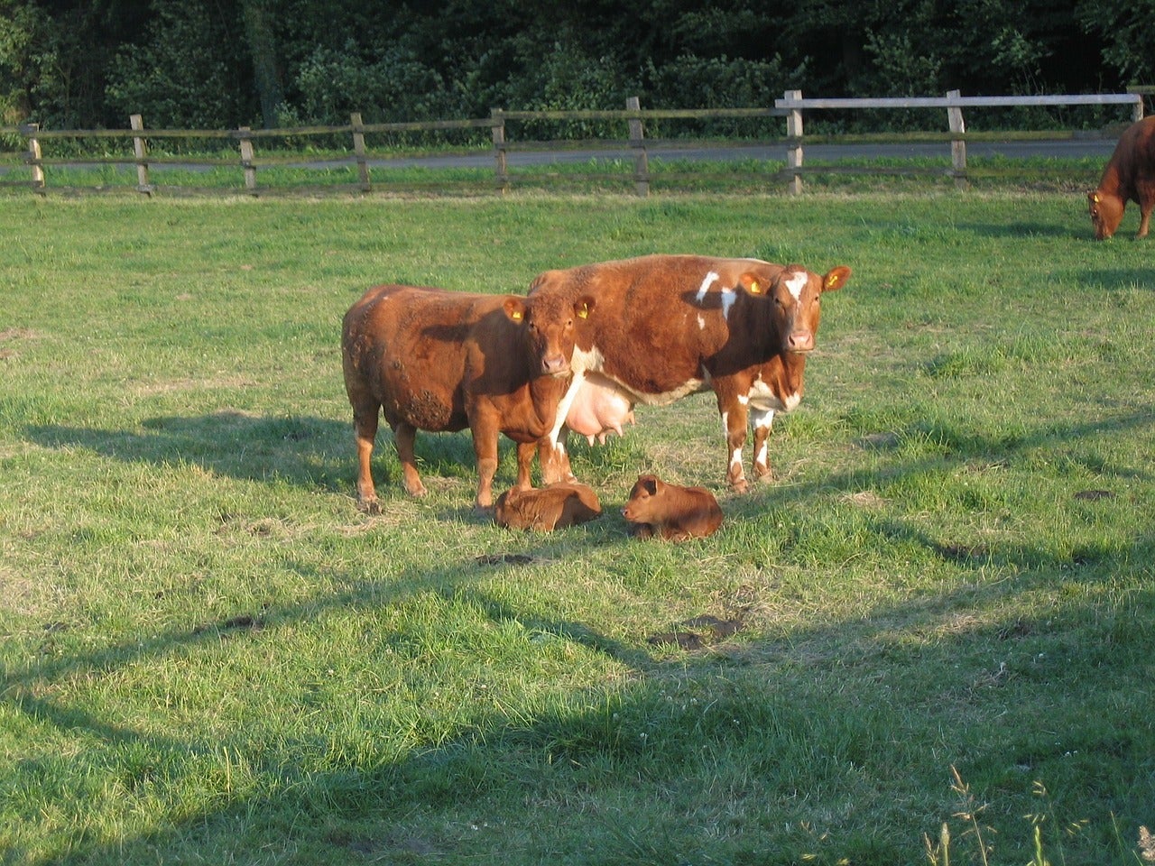 A pair of cows with their calves at pasture.
