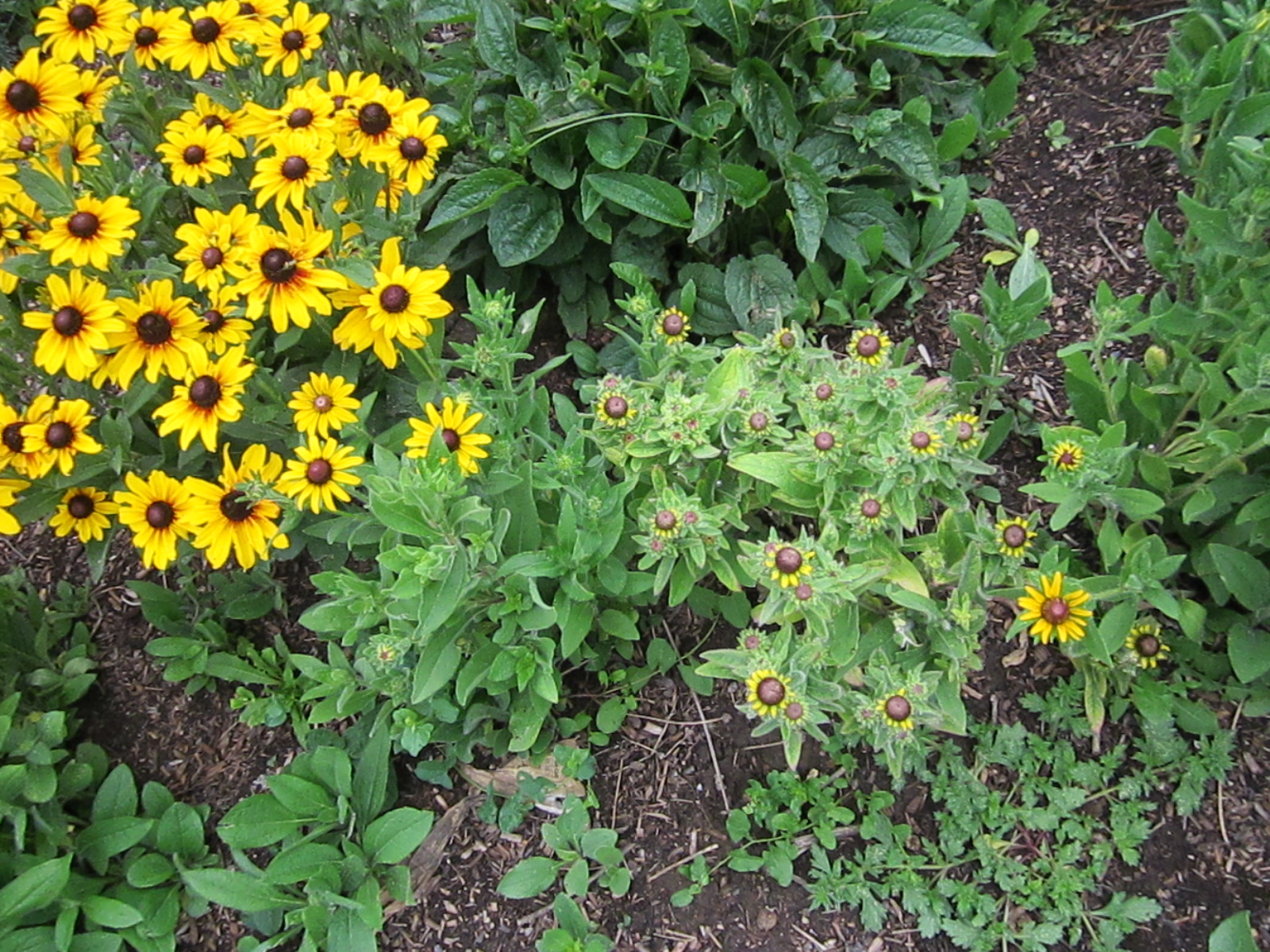 A cluster of yellow flowers with a large patch of green, wilting flowers on the right.