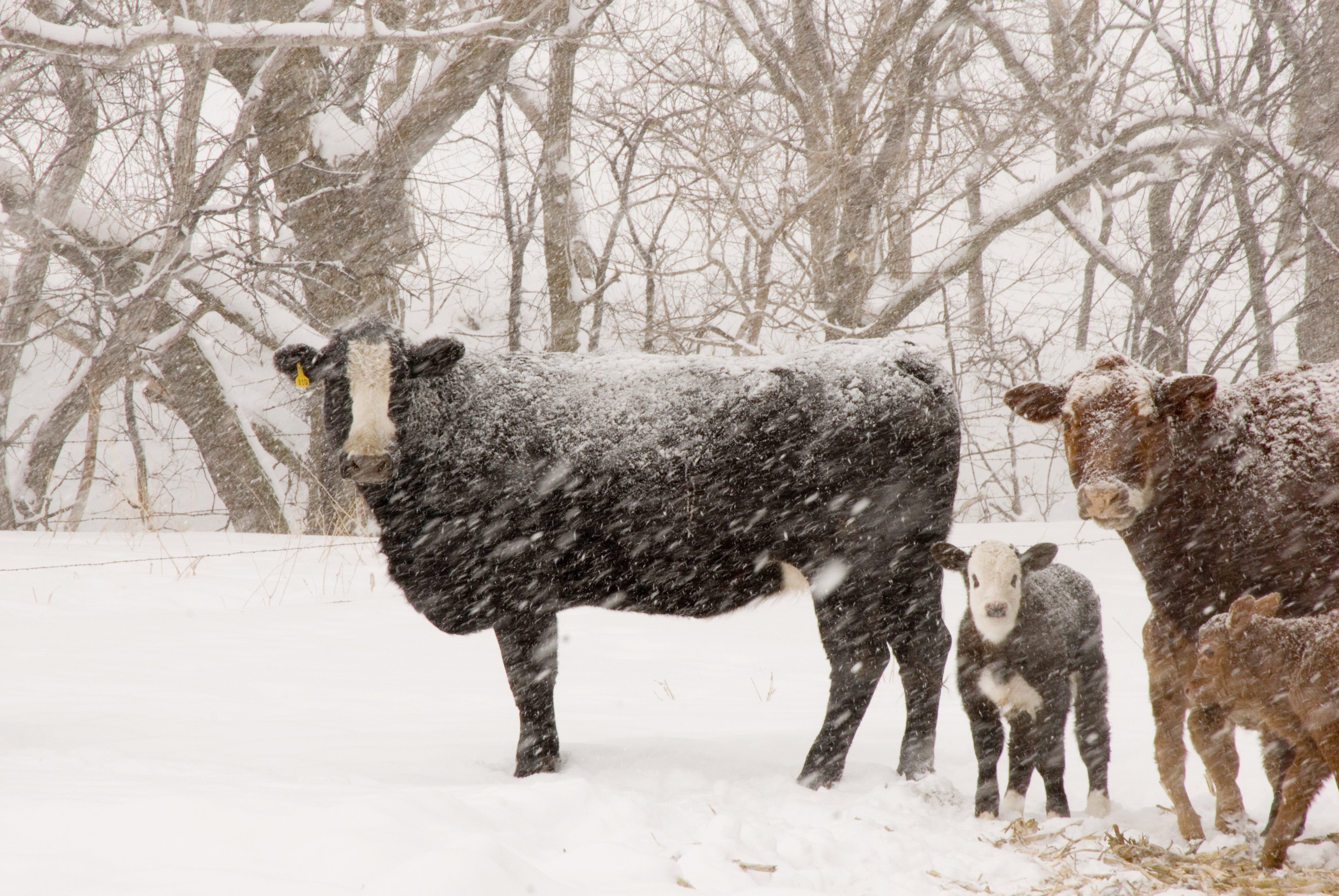 A pair of cows with their calves in a pasture with heavy snowfall.