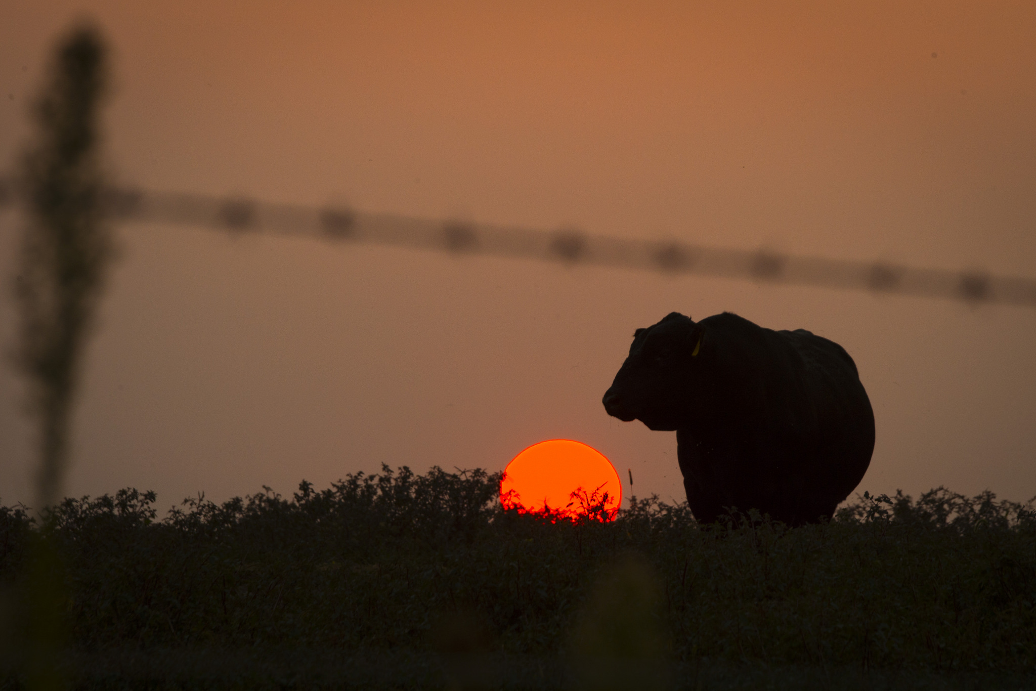 Silhouette of a bull grazing in a pasture at sunset.