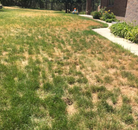 A lawn with patches of yellow and brown grass.